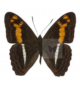 NYMPHALIDAE