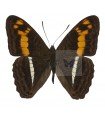 Adelpha Olynthia