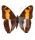 NYMPHALIDAE
