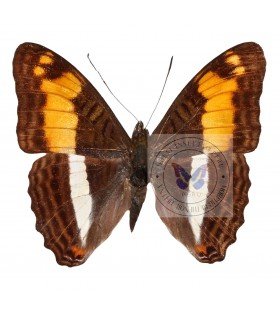 NYMPHALIDAE