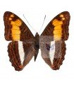 Adelpha delenita delenita