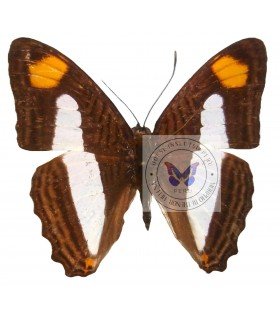 NYMPHALIDAE