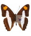Adelpha thessalia thessalia