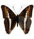 NYMPHALIDAE