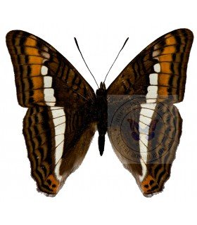 NYMPHALIDAE