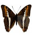 Adelpha Aricia serenita