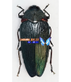 Colobogaster resplendens