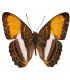 NYMPHALIDAE