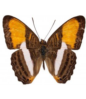 NYMPHALIDAE