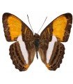 Adelpha cytherea