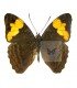 NYMPHALIDAE