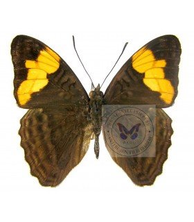 NYMPHALIDAE