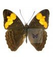 Adelpha saundersii