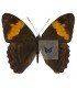 NYMPHALIDAE