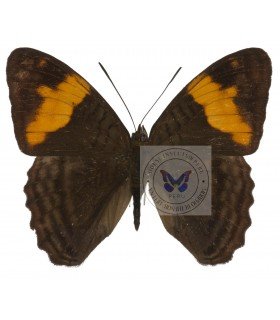 NYMPHALIDAE