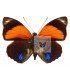 NYMPHALIDAE I