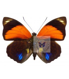 NYMPHALIDAE I