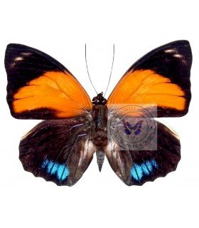 NYMPHALIDAE1