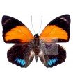 Amydon tryfhon tryphon (F)