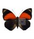 NYMPHALIDAE1