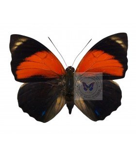 NYMPHALIDAE1