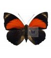 Amydon Aristexenus