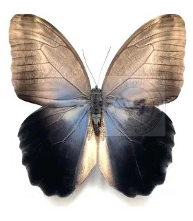 Brassolidae Caligo Eurilochus Livius