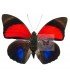 NYMPHALIDAE1