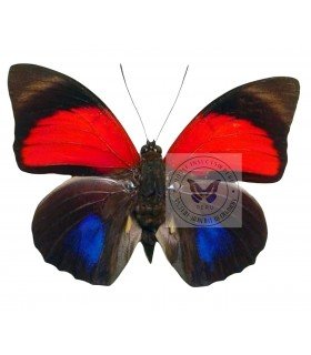 NYMPHALIDAE1