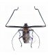 CERAMBYCIDAE