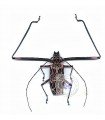 Acrocinus longimanus 4-5mm