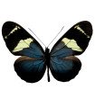 Heliconius congenere