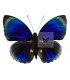 NYMPHALIDAE1