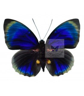 NYMPHALIDAE1