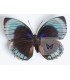 NYMPHALIDAE1