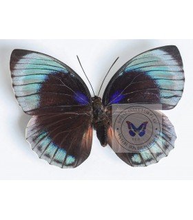 NYMPHALIDAE1