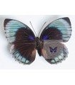 Agrias hewitsonius beata(F)