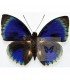 NYMPHALIDAE1