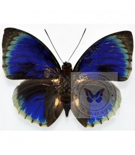 NYMPHALIDAE1