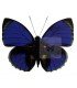 NYMPHALIDAE1