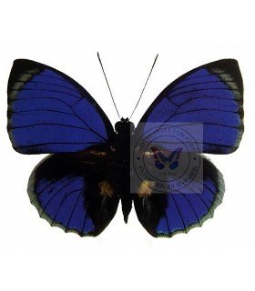 NYMPHALIDAE1