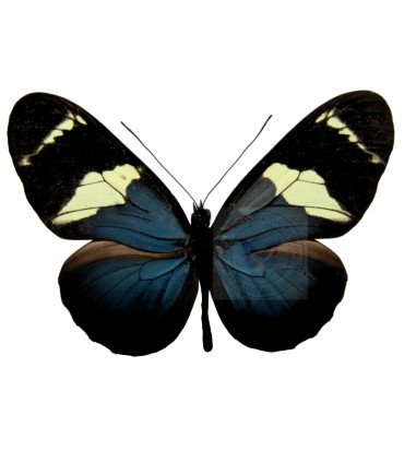 Heliconius congenere