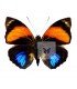 NYMPHALIDAE1