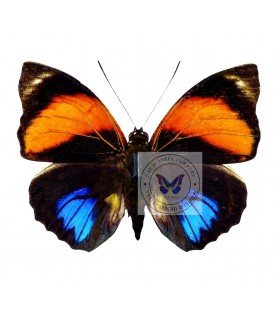 NYMPHALIDAE1