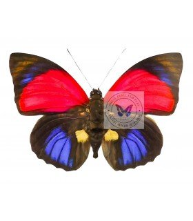 NYMPHALIDAE1