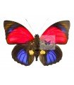 Agria sardanapulis