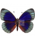 NYMPHALIDAE2