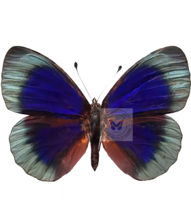 NYMPHALIDAE2