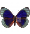 Asterope A. adamsi