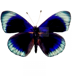 NYMPHALIDAE2